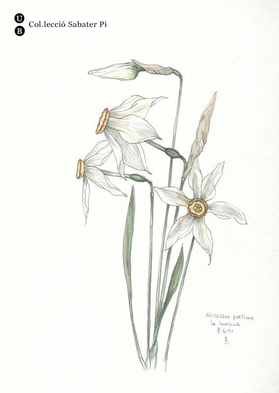Narcissus poeticus, estació de la Molina