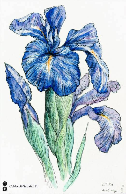 Flors de lliri xifioide o Iris xiphioides