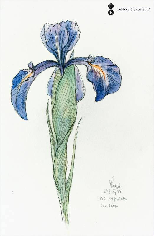 Flor de lliri xifioide o Iris xiphioides
