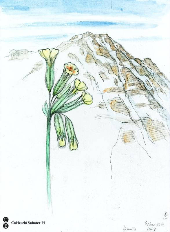 Flors del cucut i, al fons, muntanya de Gabardito