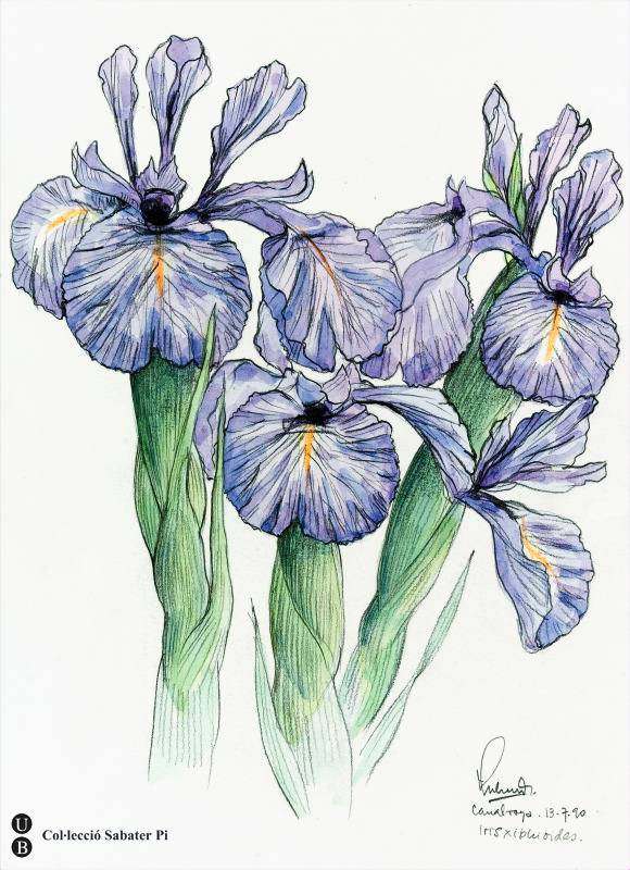 Flors de lliri xifioide o Iris xiphioides