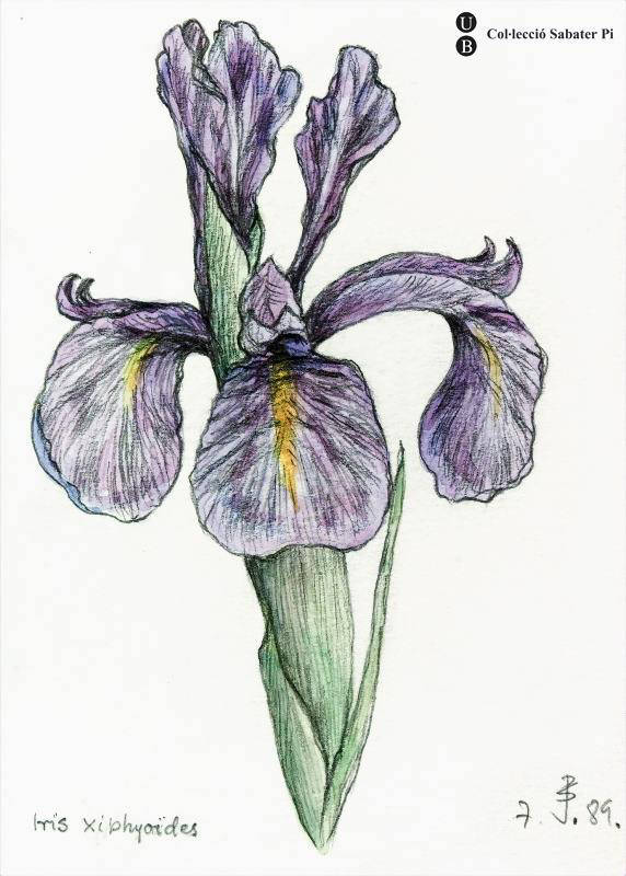 Lliris xifioides o Iris xiphioides