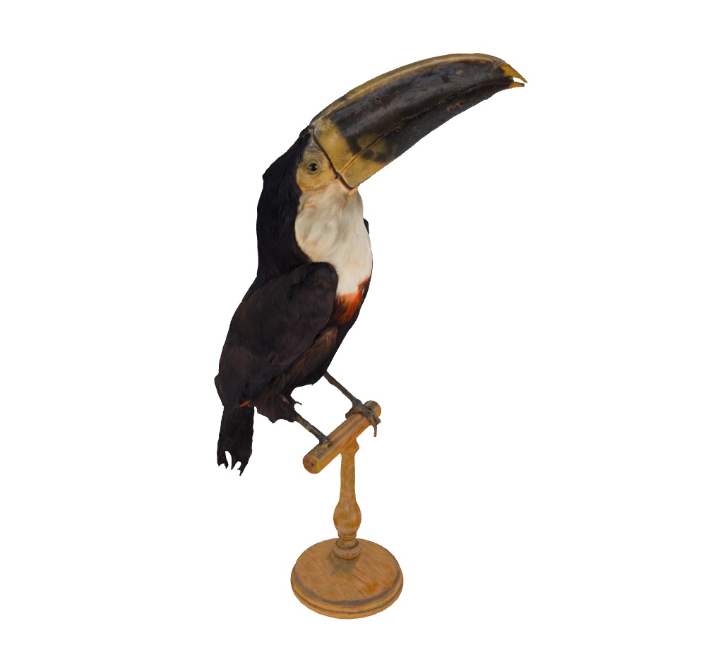 Ramphastos vitellinus (tucà ariel)