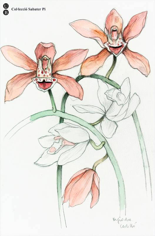 Orquídia