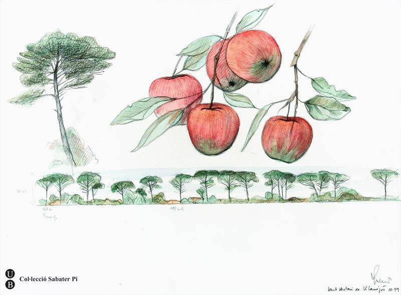 Pomes i perfil de vegetació d’un pinar